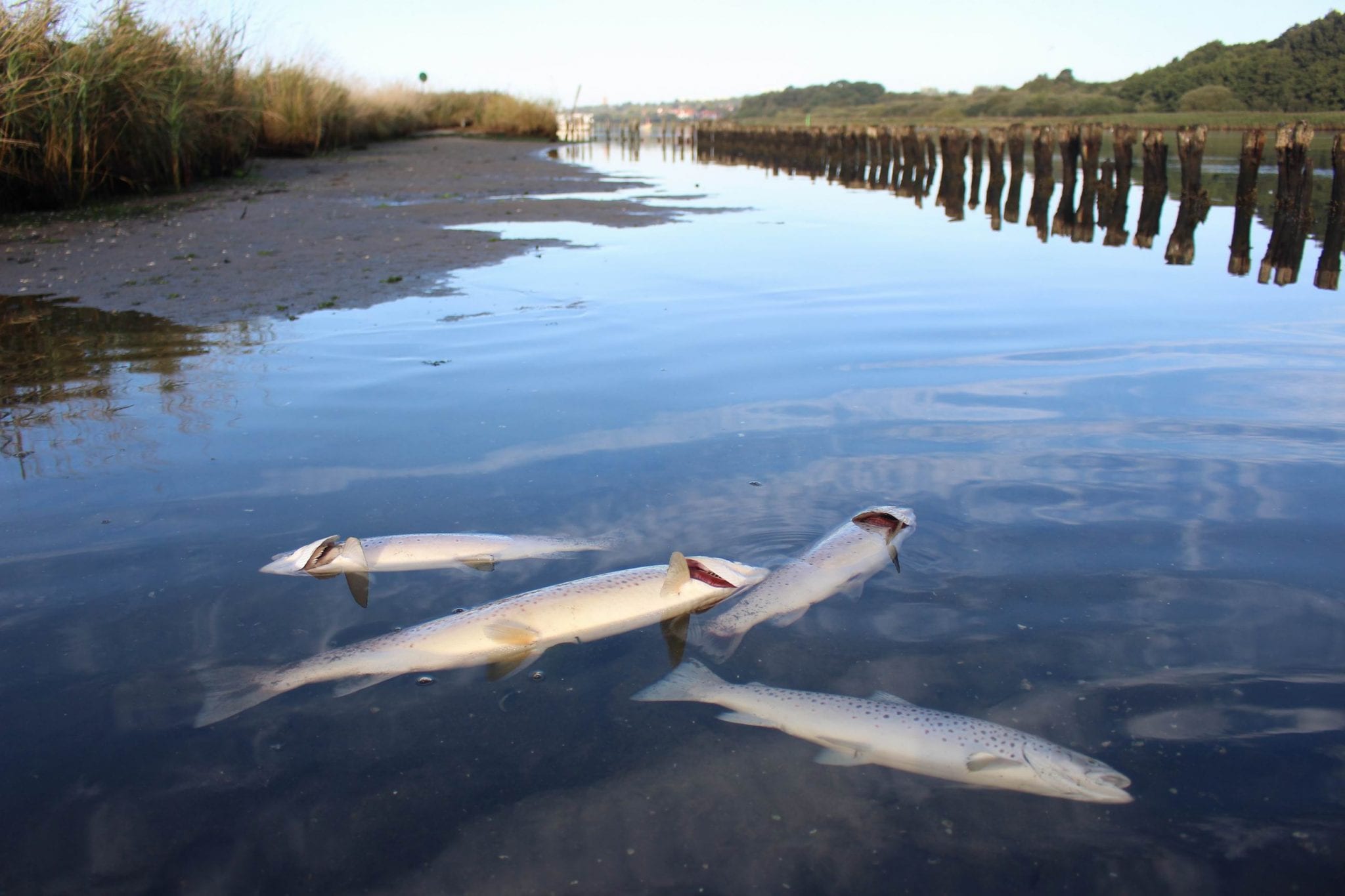 Fjordfonden uddeler millioner til naturgenopretning i danske fjorde