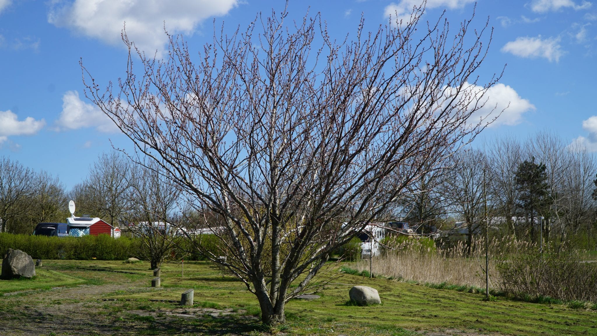 Træerne er forårsklare
