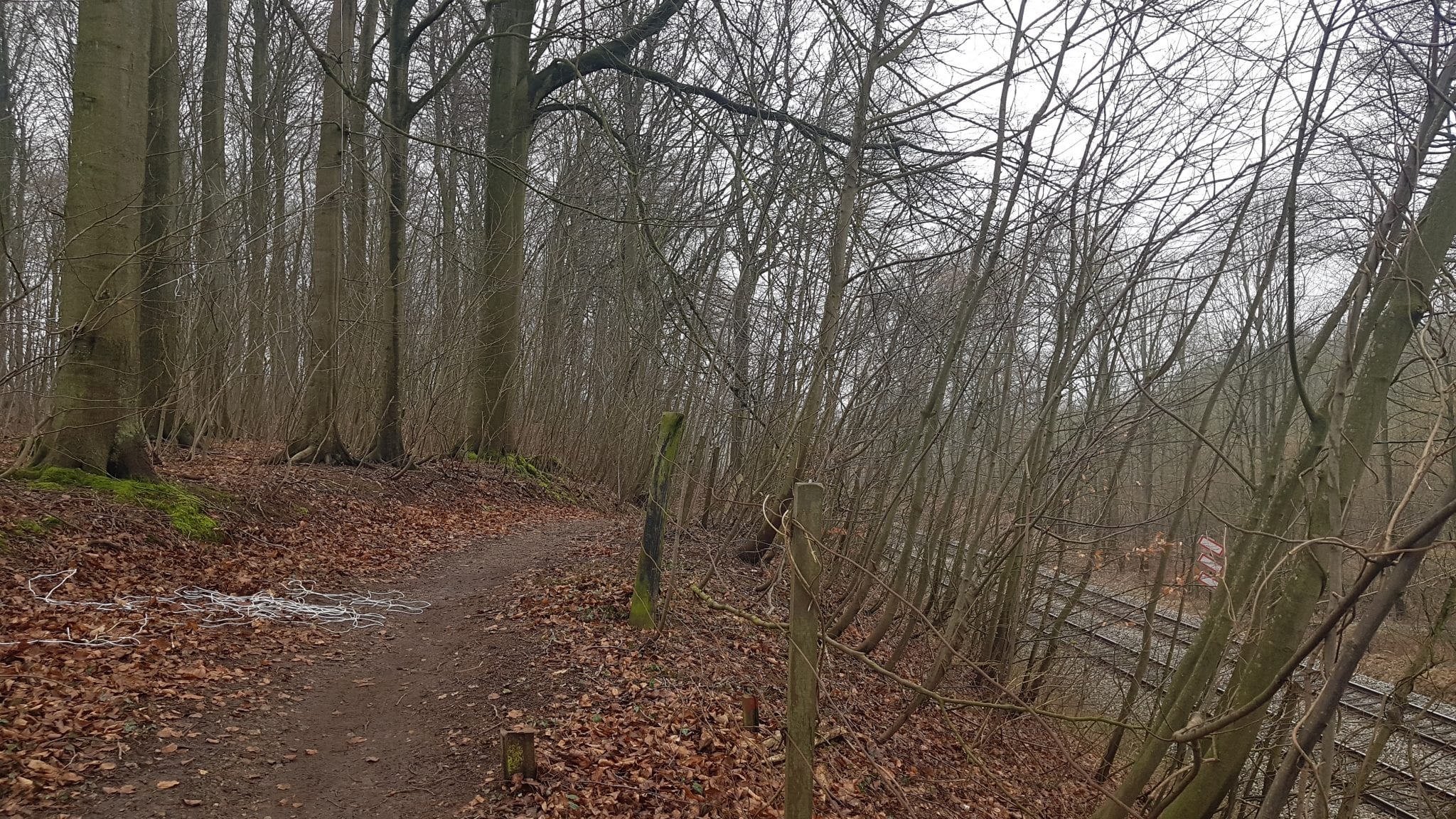 Mountainbikeklub vil lave ny linje i Hannerup Skov – naturforening er imod Mountainbikeklub vil lave ny linje i Hannerup Skov – naturforening er imod