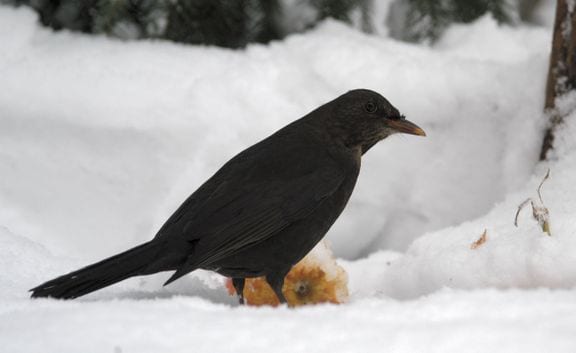 DMI melder om flot solskin i Jylland – resten af landet får mere skyet vejr