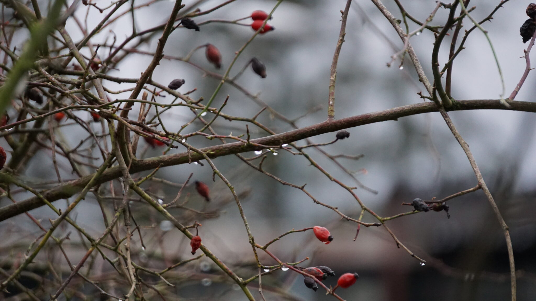 Kulden truer i november