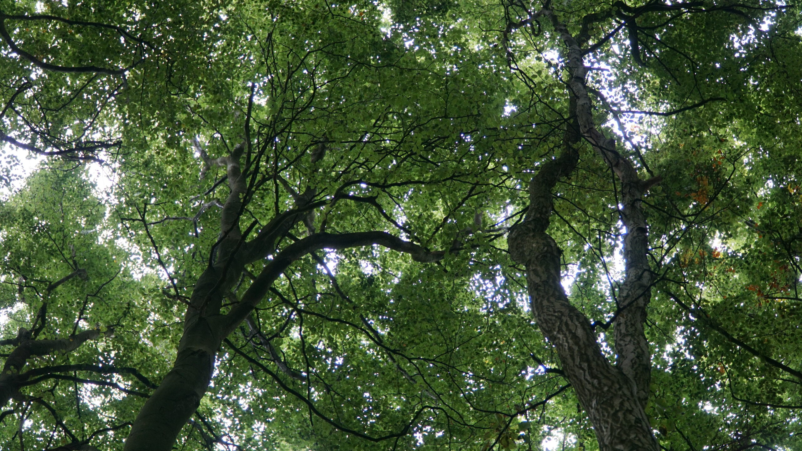 “Lokalt samarbejde, når det er bedst” – Minister begejstret for skovprojekt i Middelfart