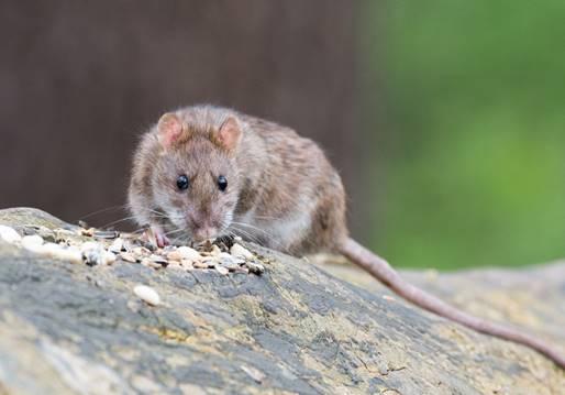 Rotter presser sig på i Middelfart Rotter presser sig på i Middelfart