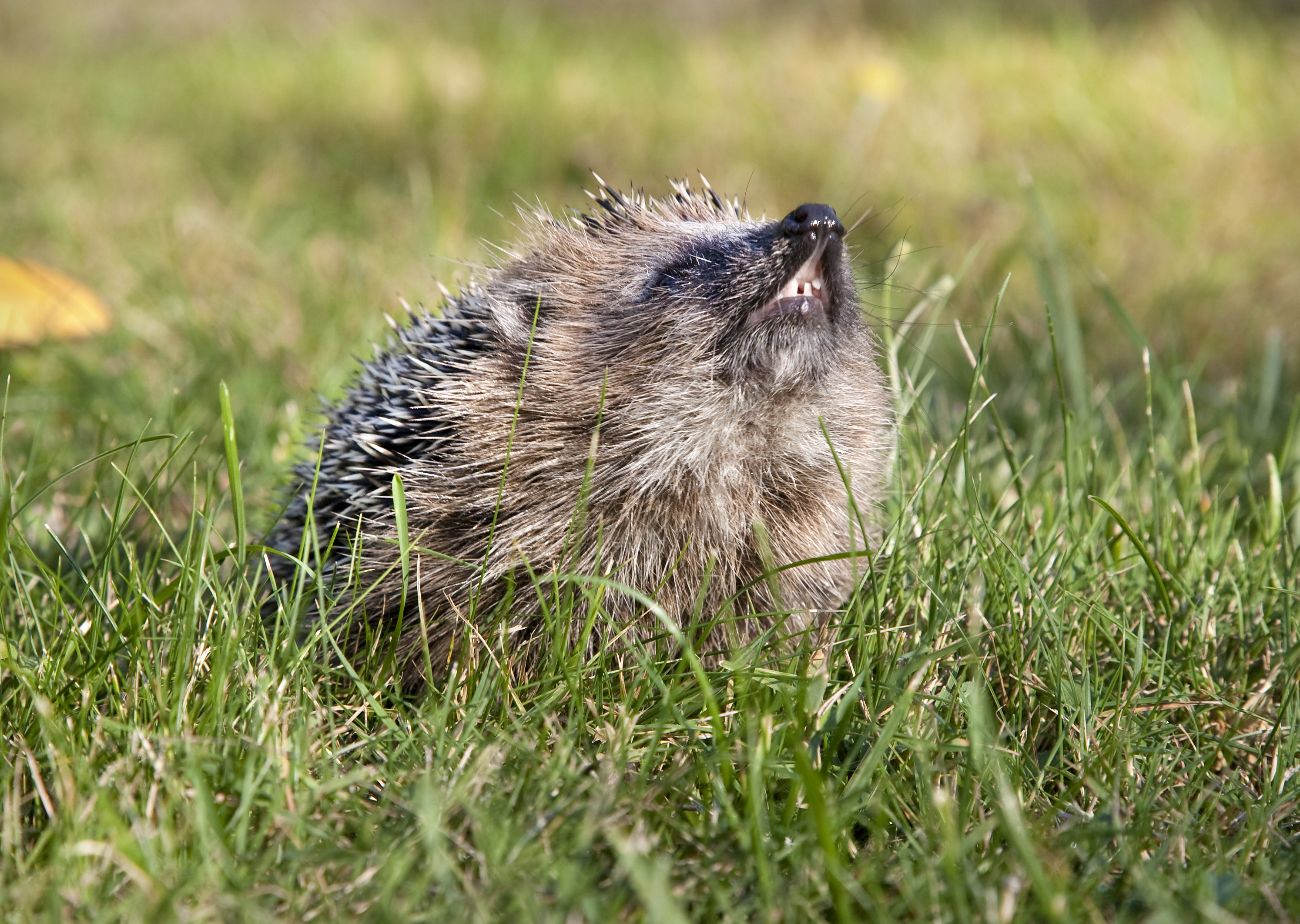 Over 4.300 pindsvin registreret i Syddanmark – stor opbakning til landsdækkende tælling