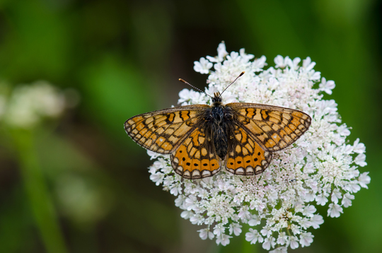 Varmt sommervejr vender tilbage – weekend med op til 27 grader i vente Varmt sommervejr vender tilbage – weekend med op til 27 grader i vente