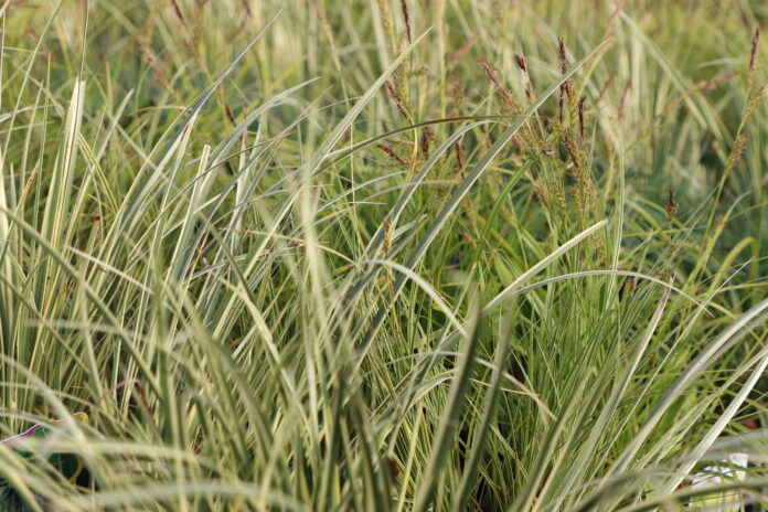 Sommer-blomster.dk Jens Juel Larsen Middelfart. Foto: AVISEN
