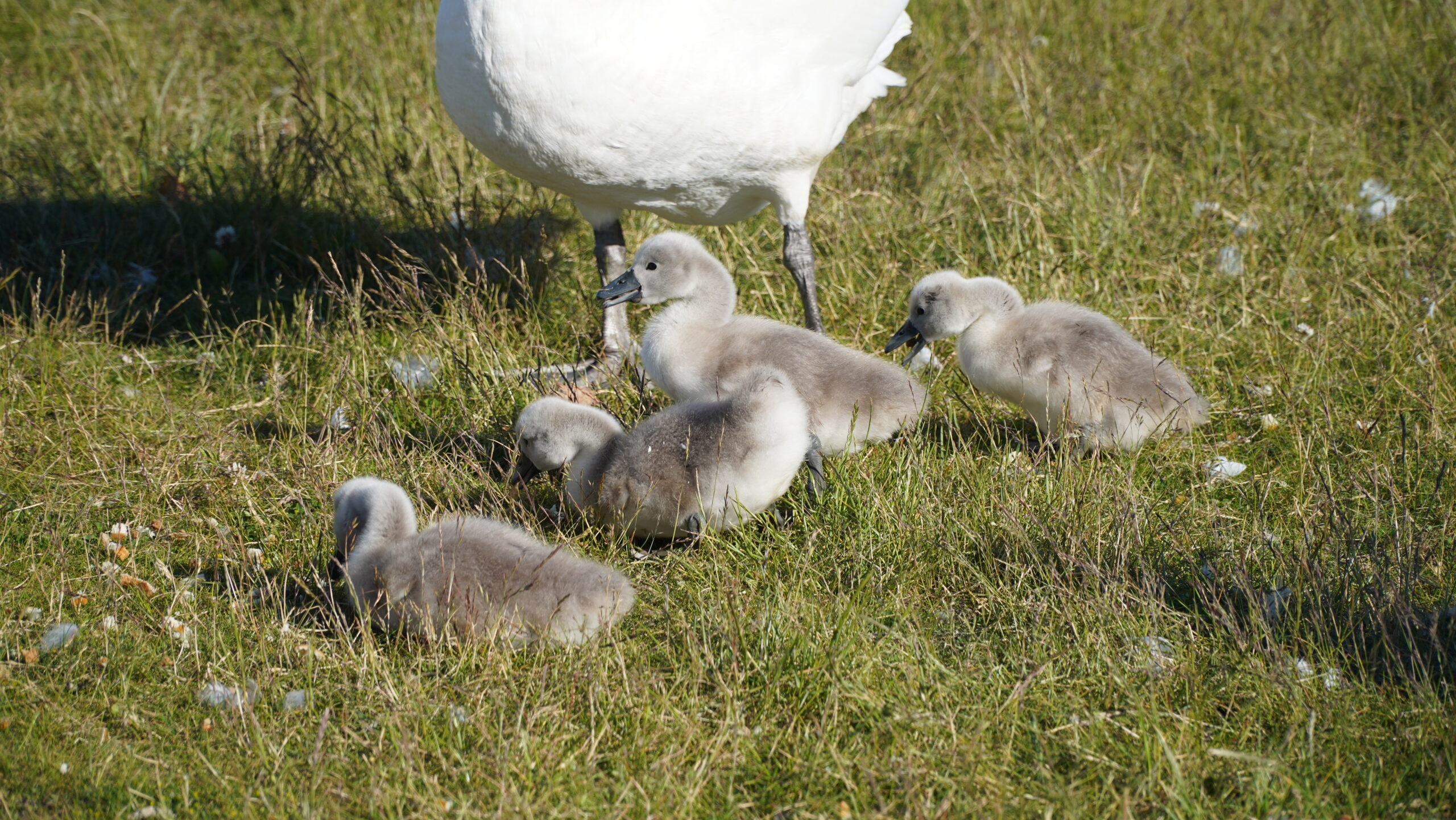 Svaner skabte trafik-kaos i Kolding – patrulje måtte træde til