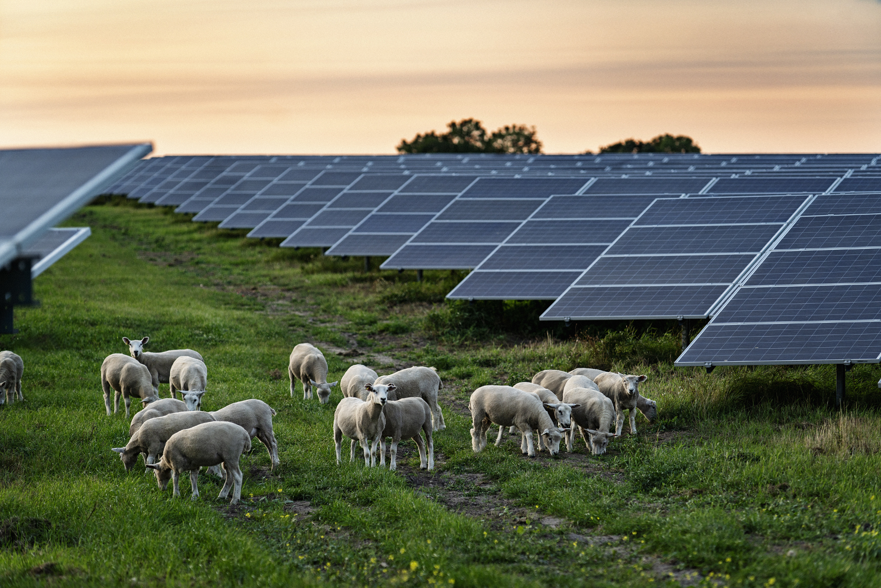 Vindmøller og solceller udløser millioner til to sydjyske kommuner