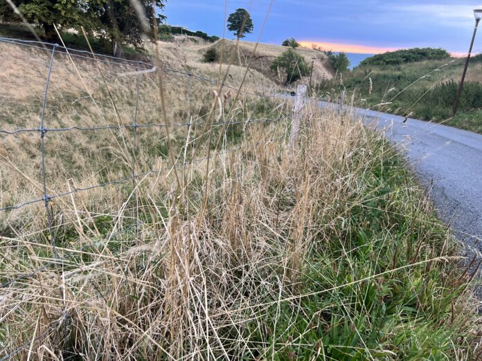 Natur vej trafik. Foto: AVISEN Hyby Strand Fredericia
