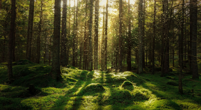 Forskere modbeviser 30 år gammelt paradigme. De første skove mindskede ikke CO2 i atmosfæren