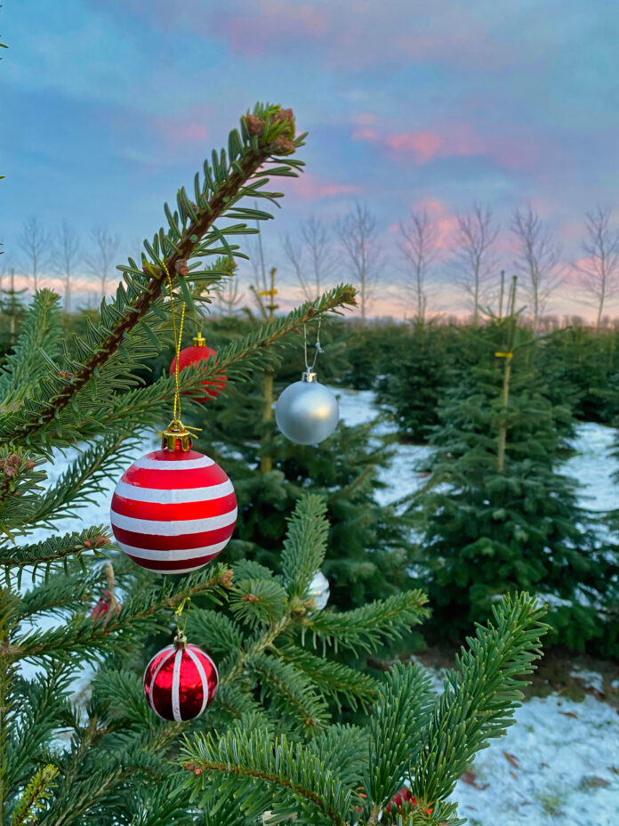 Sådan finder du det mest bæredygtige juletræ