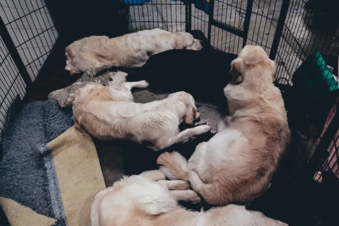 85cf8757-6c40-4919-9e98-f3fd453bab89