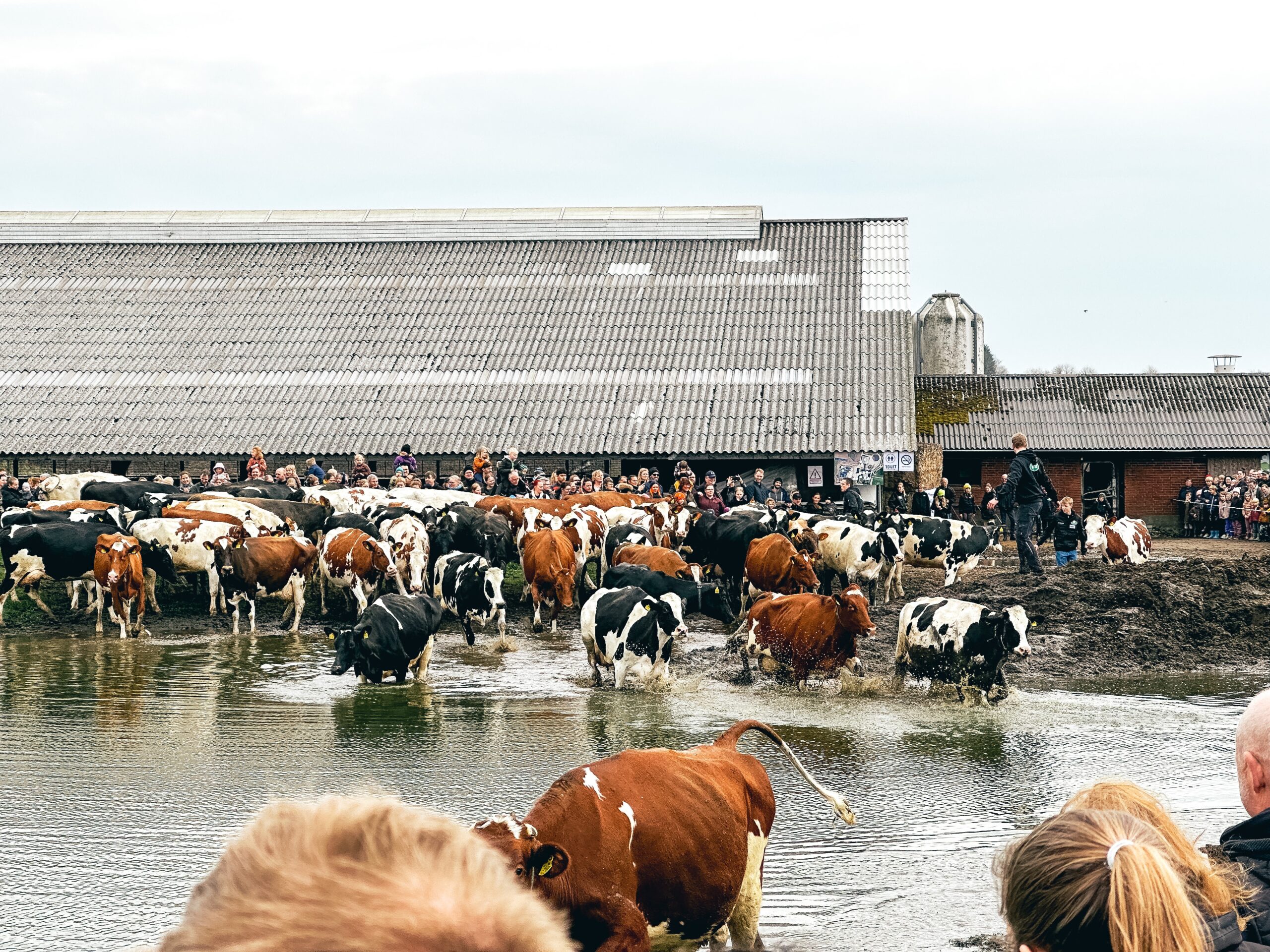 Køer, Økodag Ågårdslund Jelling