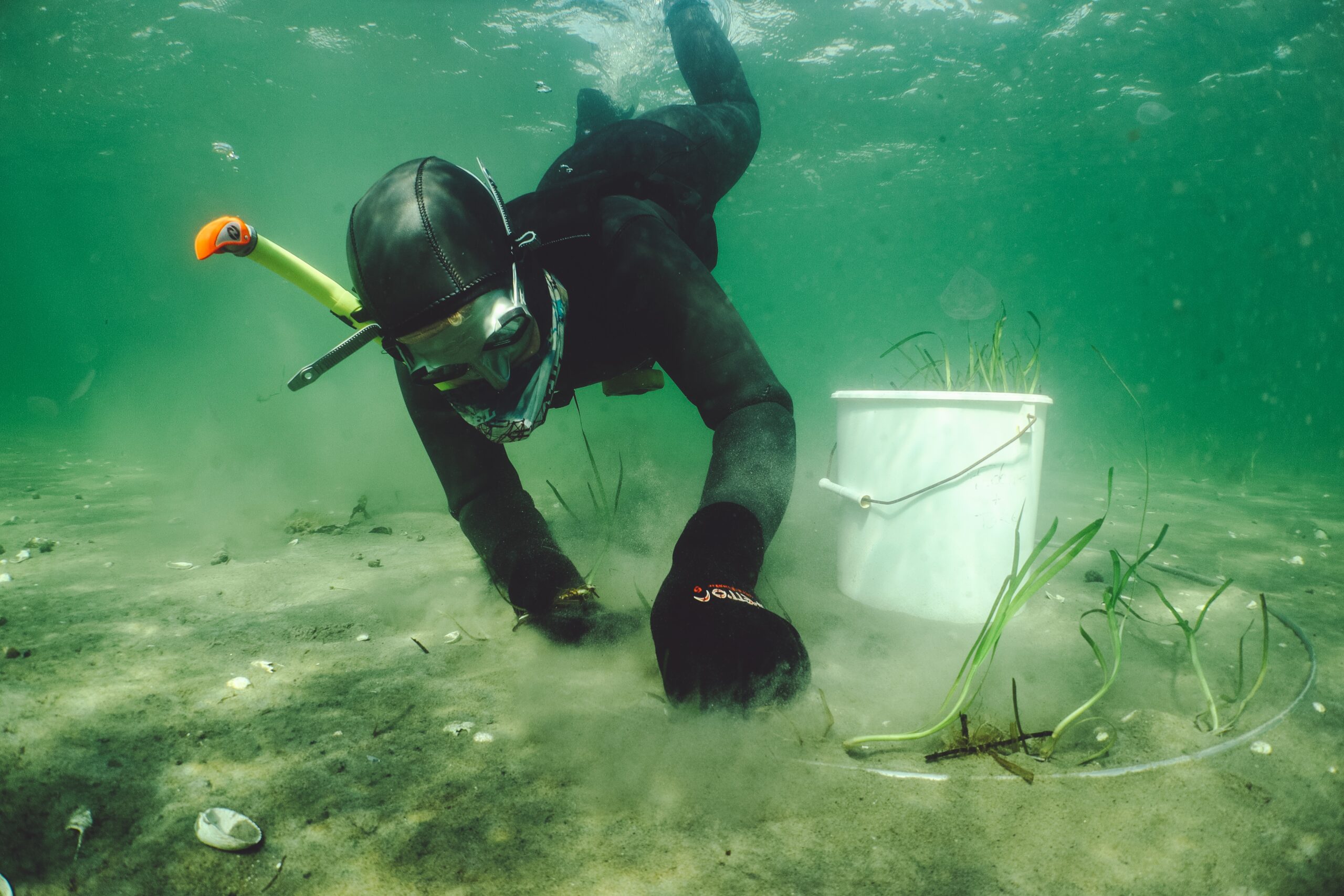 Fredericianere kan hjælpe havet ved at plante ålegræs Fredericianere kan hjælpe havet ved at plante ålegræs