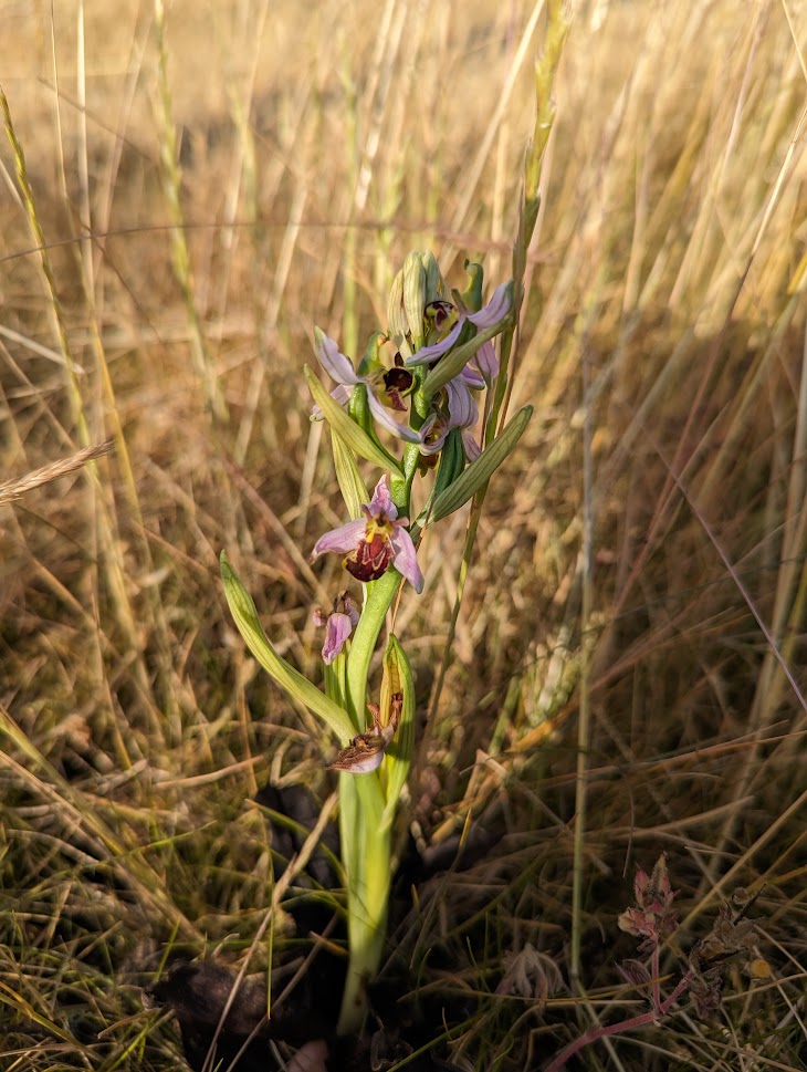 Biblomst fundet i Kolding