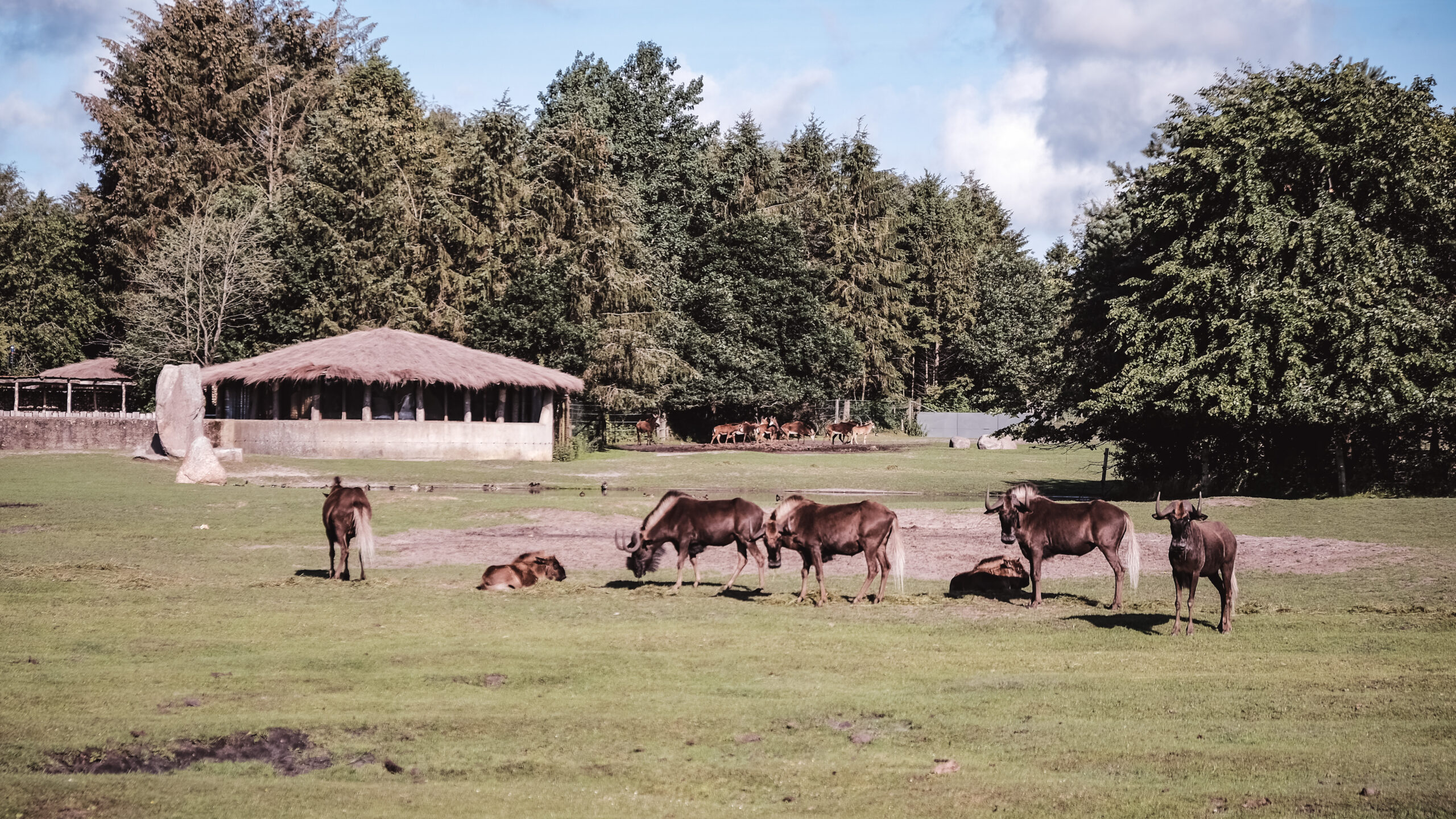 Ungt par efterlyses af Givskud Zoo efter romantisk frieri på parkeringspladsen Ungt par efterlyses af Givskud Zoo efter romantisk frieri på parkeringspladsen