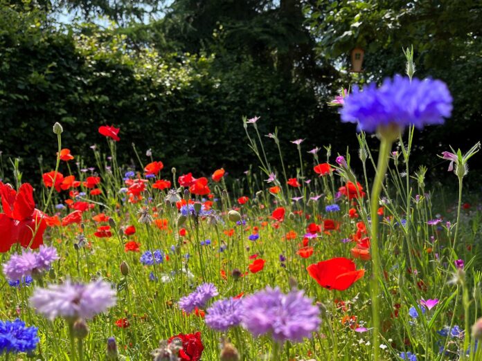 Foto- Danmarks Naturfredningsforening