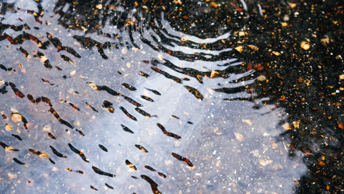 23.09.13 Efter brand bybusser regn8