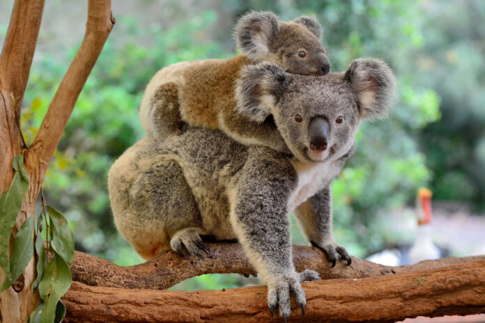 Mother koala (Phascolarctos cinereus) with joey on her back, on