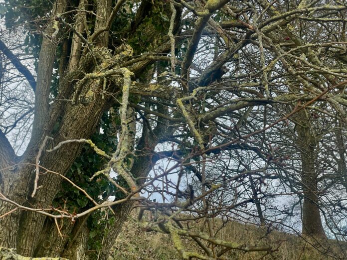 AVISEN 2024.01.15 Træer frost00001 storm