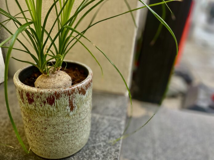 AVISEN 2024.02.05 Potteplante