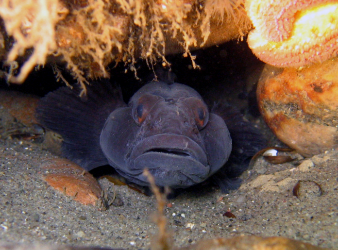 19_kutling under sten_1