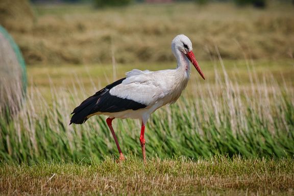 15dc3bb2-88cd-4786-9144-302d94153057-w_576_h_2000