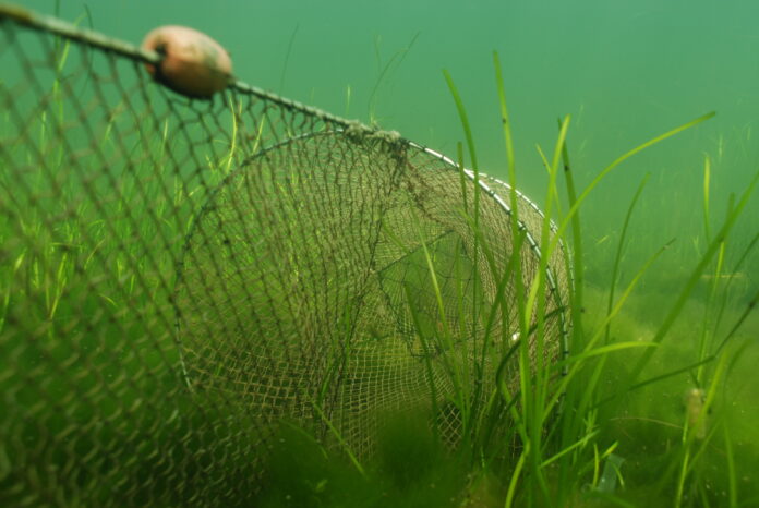 AVISEN 2024.05.14 Ålegræs