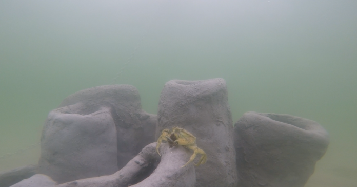 Krabbe ved snorkelsti