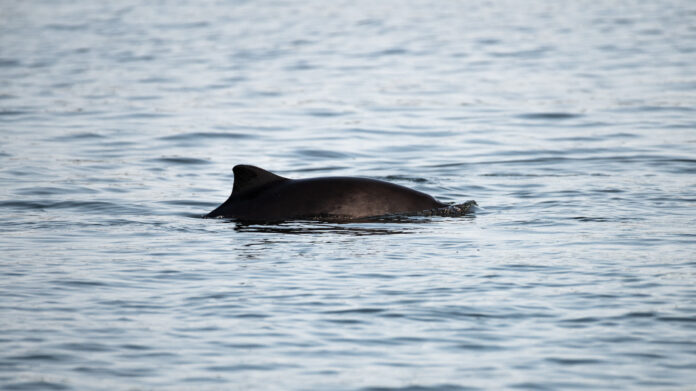 Marsvin safari (1 of 5)