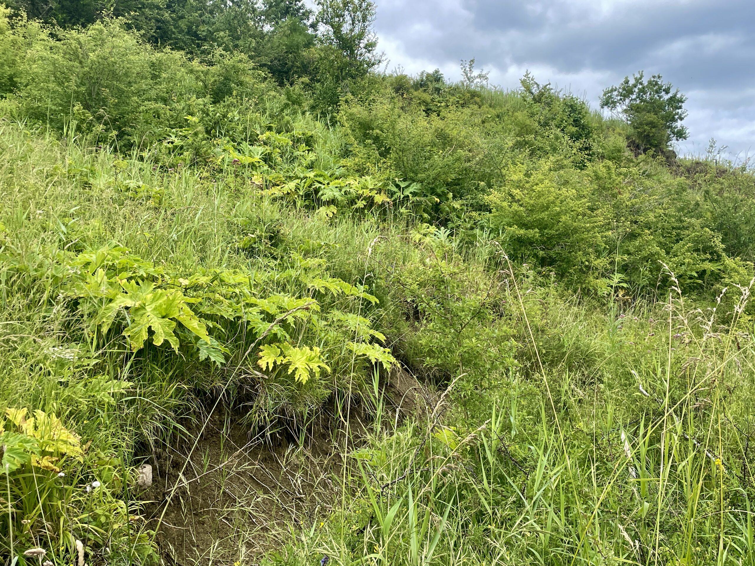 Kæmpebjørnekloen er på vej: Nu har du pligt til at bekæmpe den Kæmpebjørnekloen er på vej: Nu har du pligt til at bekæmpe den