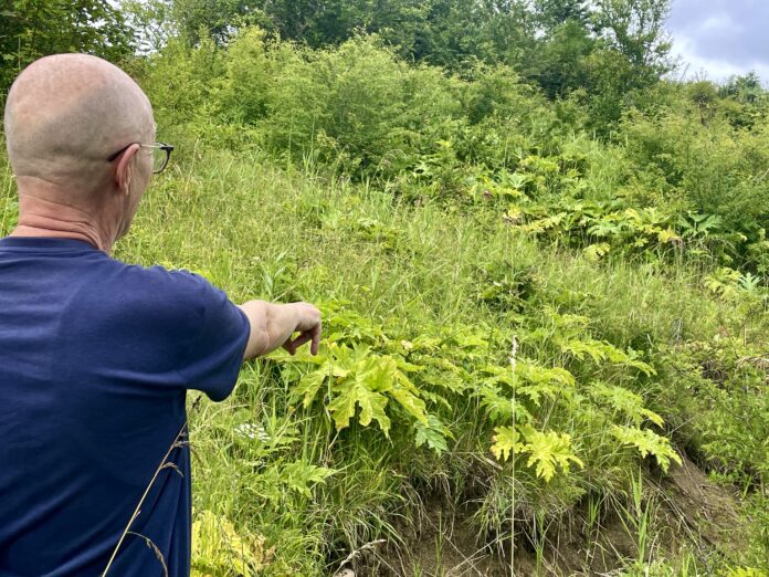 AVISEN 2024.07.18 Bjørneklo00002