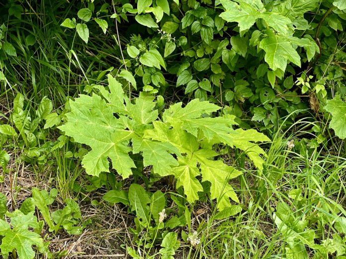 AVISEN 2024.07.18 Bjørneklo00006