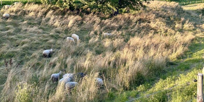Får Fredericia Hyby Strand Ejer