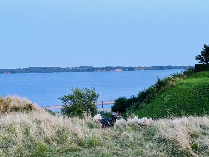 Sommervejr Får Vand Hav