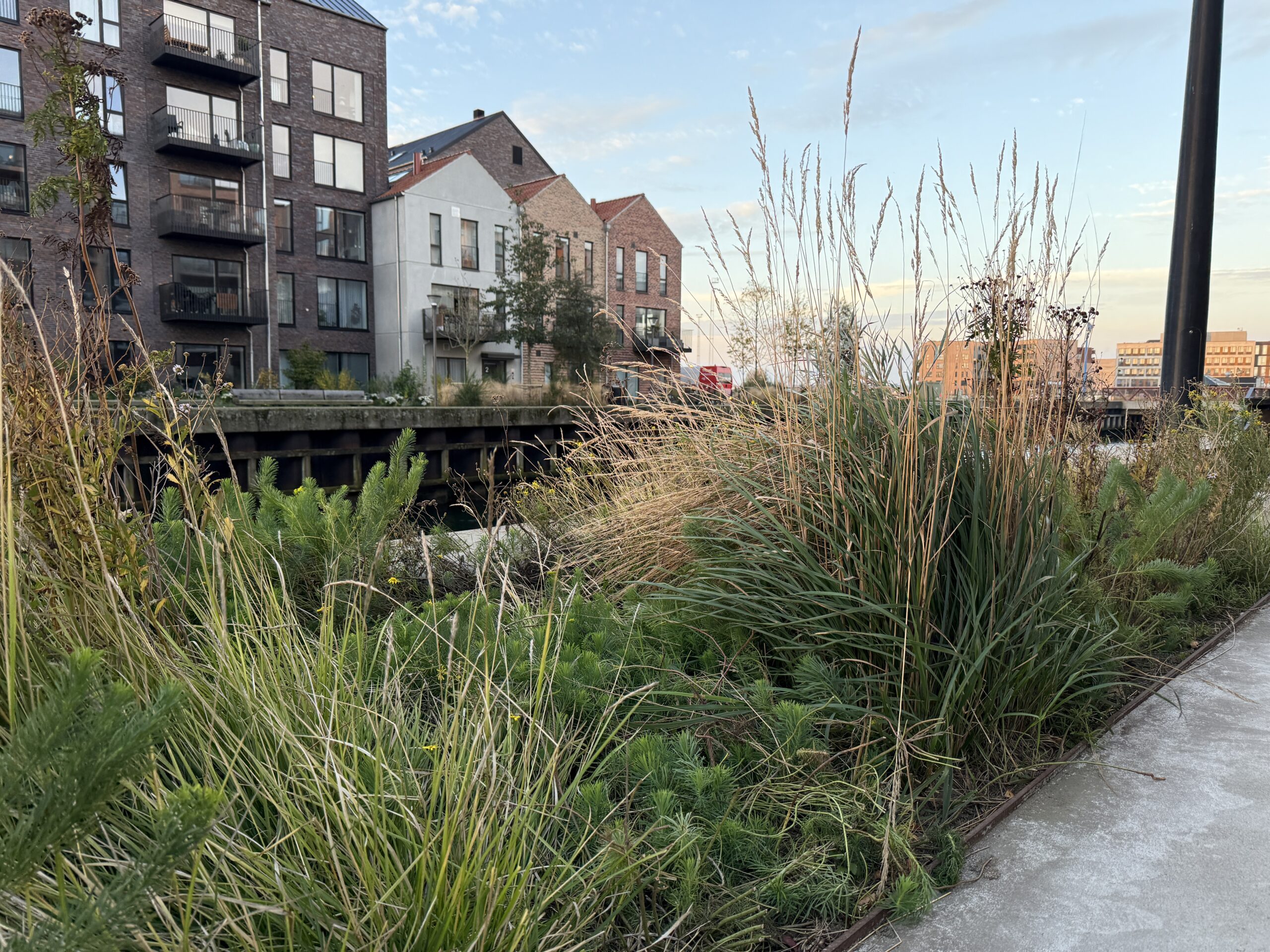 Julevejret viser ingen tegn på sne Julevejret viser ingen tegn på sne