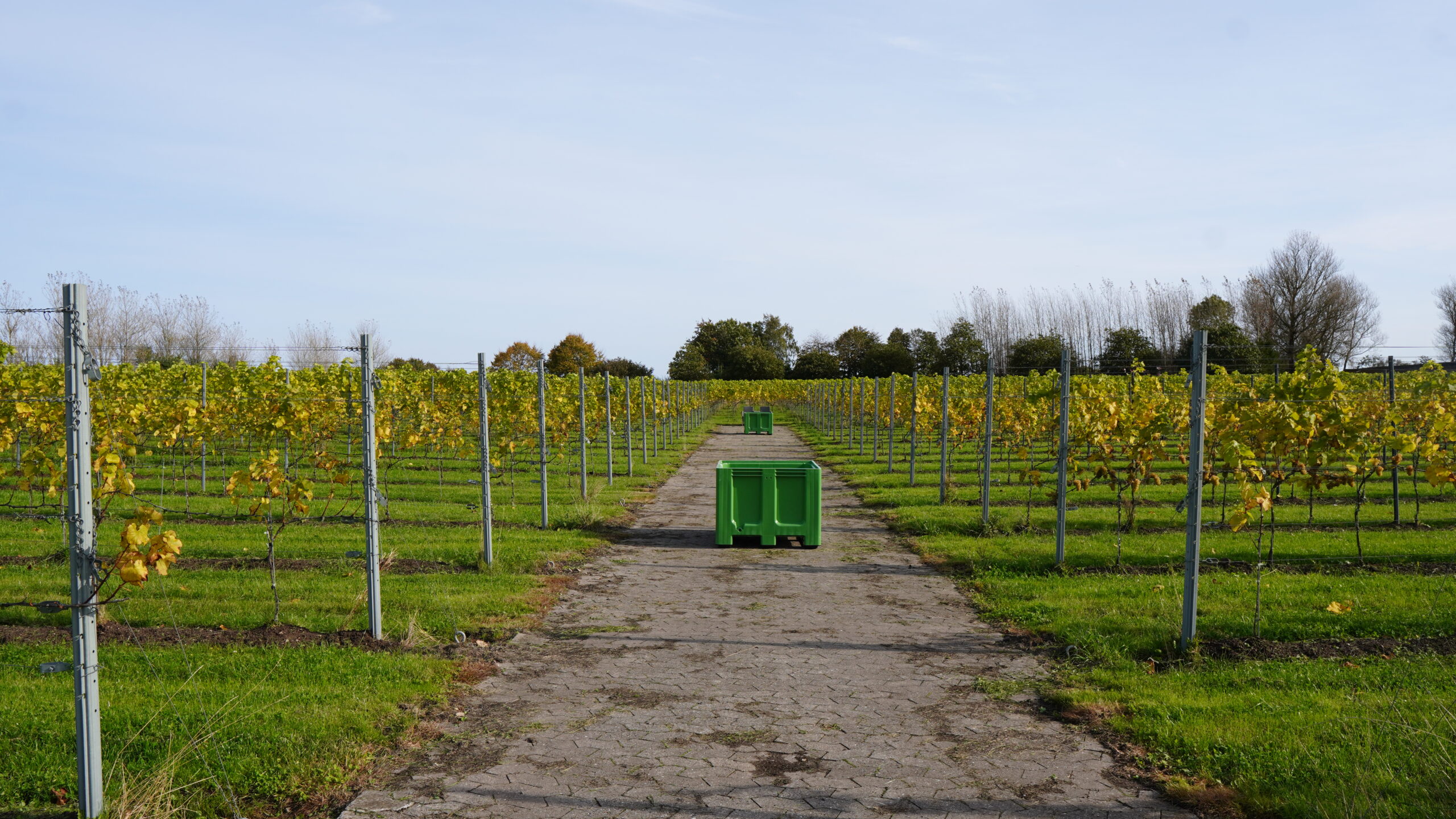 Lokal vingård høster internationale medaljer