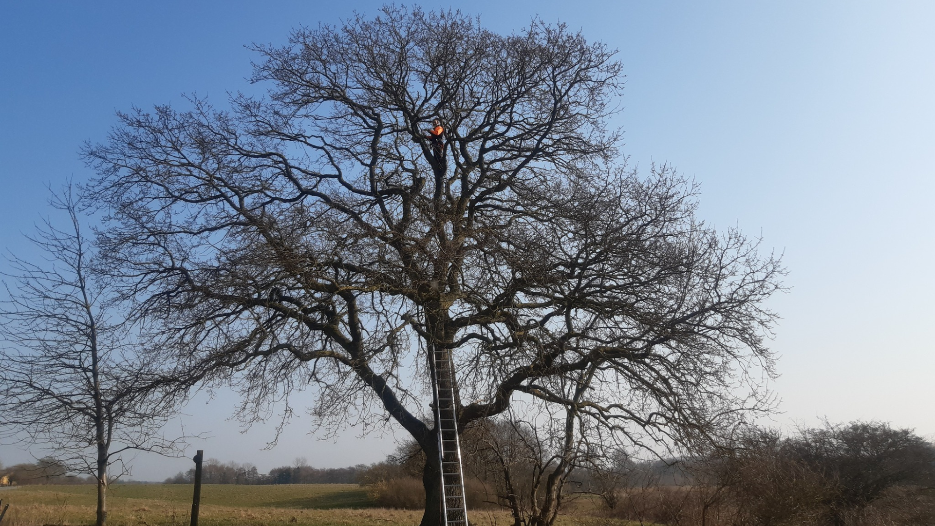 Ugler og tårnfalke skal holde rotterne væk i Middelfart Kommune Ugler og tårnfalke skal holde rotterne væk i Middelfart Kommune