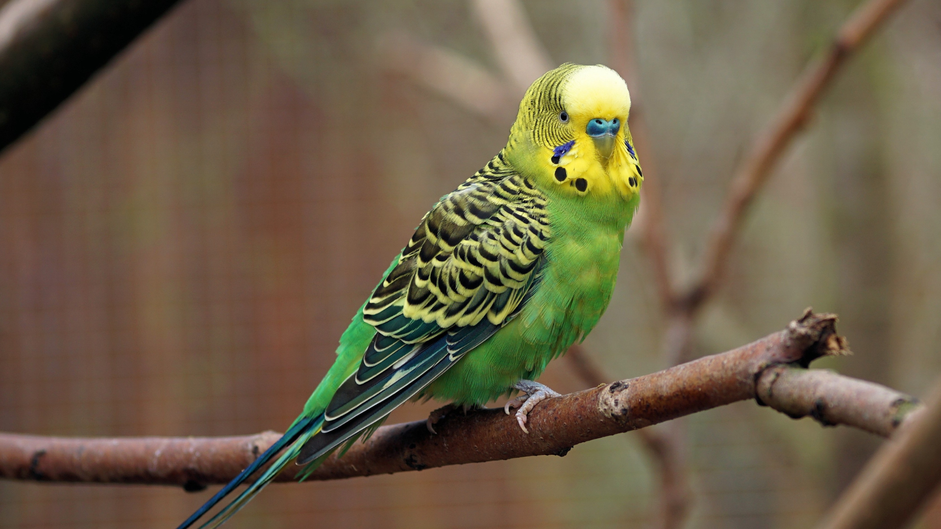 Politiet målløse: Hvem stjæler 40 fugle?