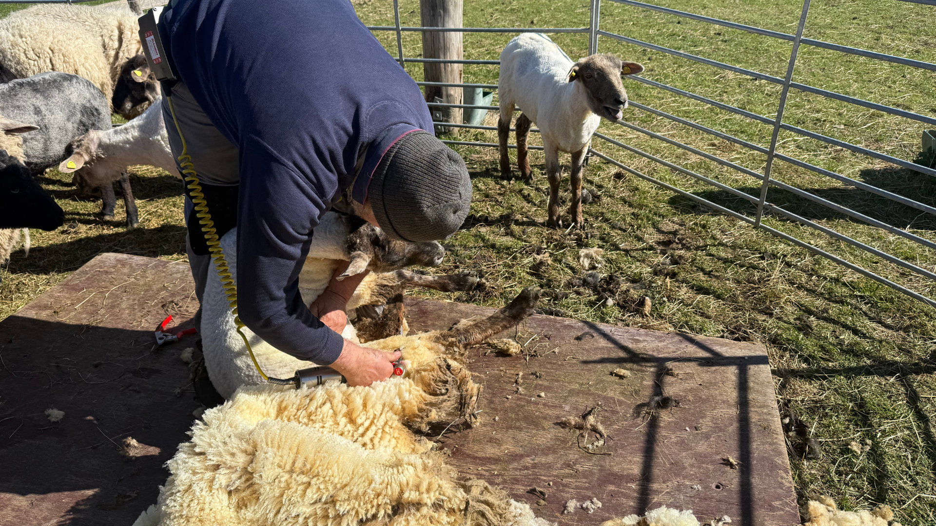 Fåreklipning og forårshygge trak mange til Kringsminde