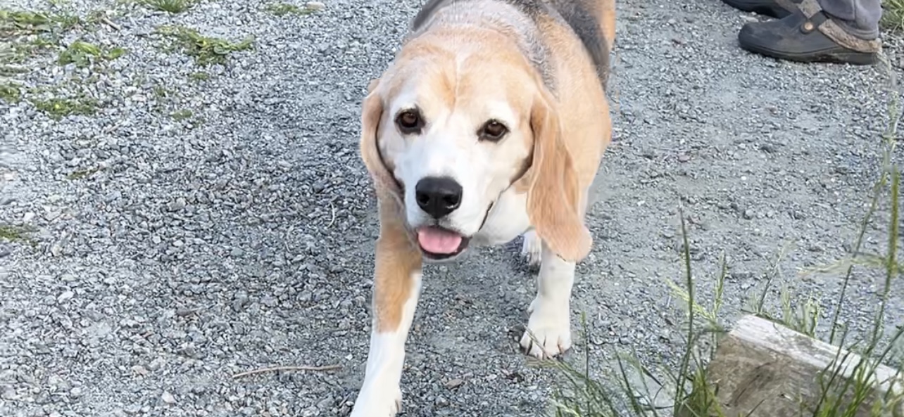 Tavlov Hundeskov – en paradisisk legeplads for firbenede venner