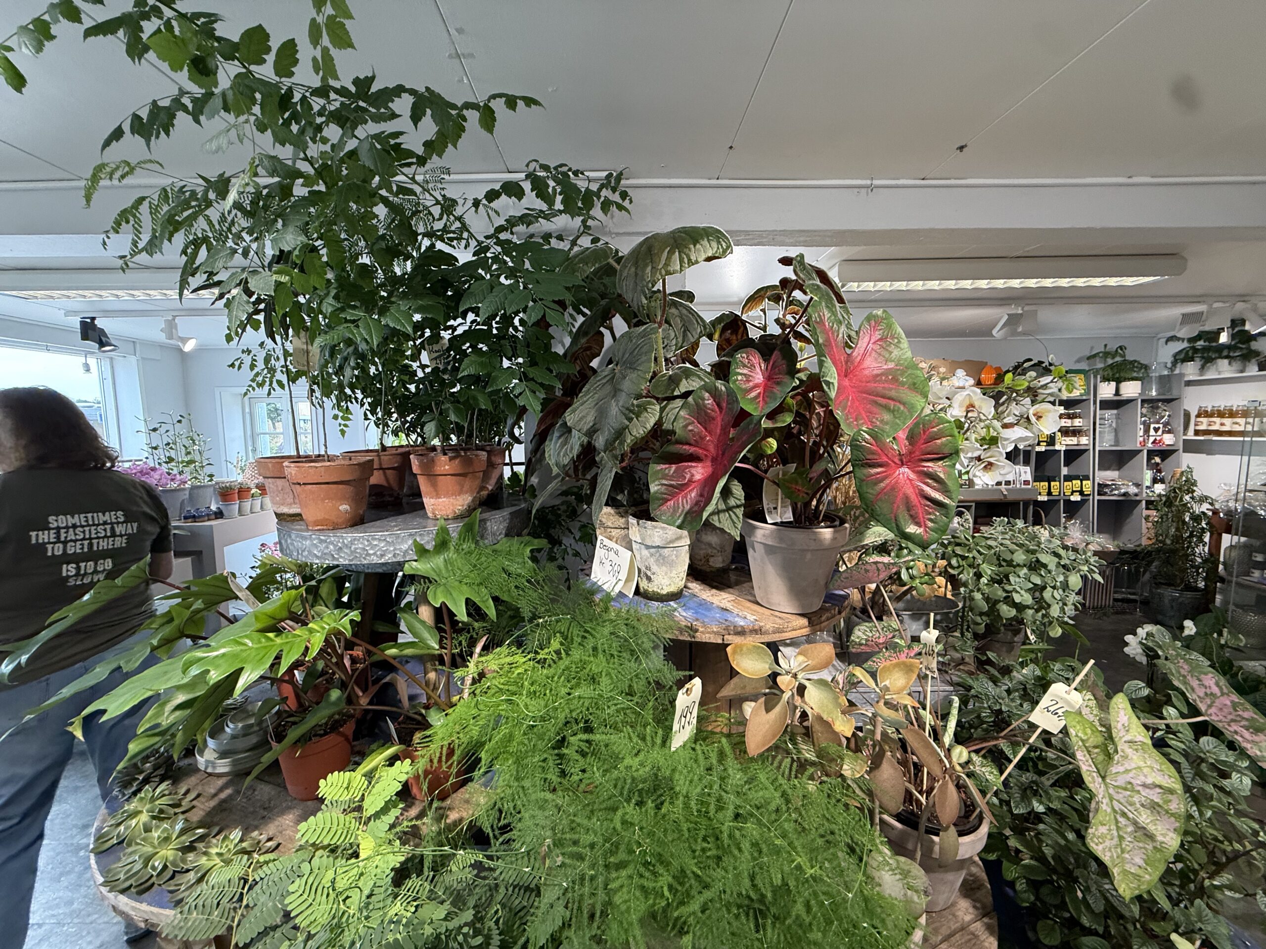 Sådan redder du dine ferieramte planter – blomsterhandlerens bedste råd