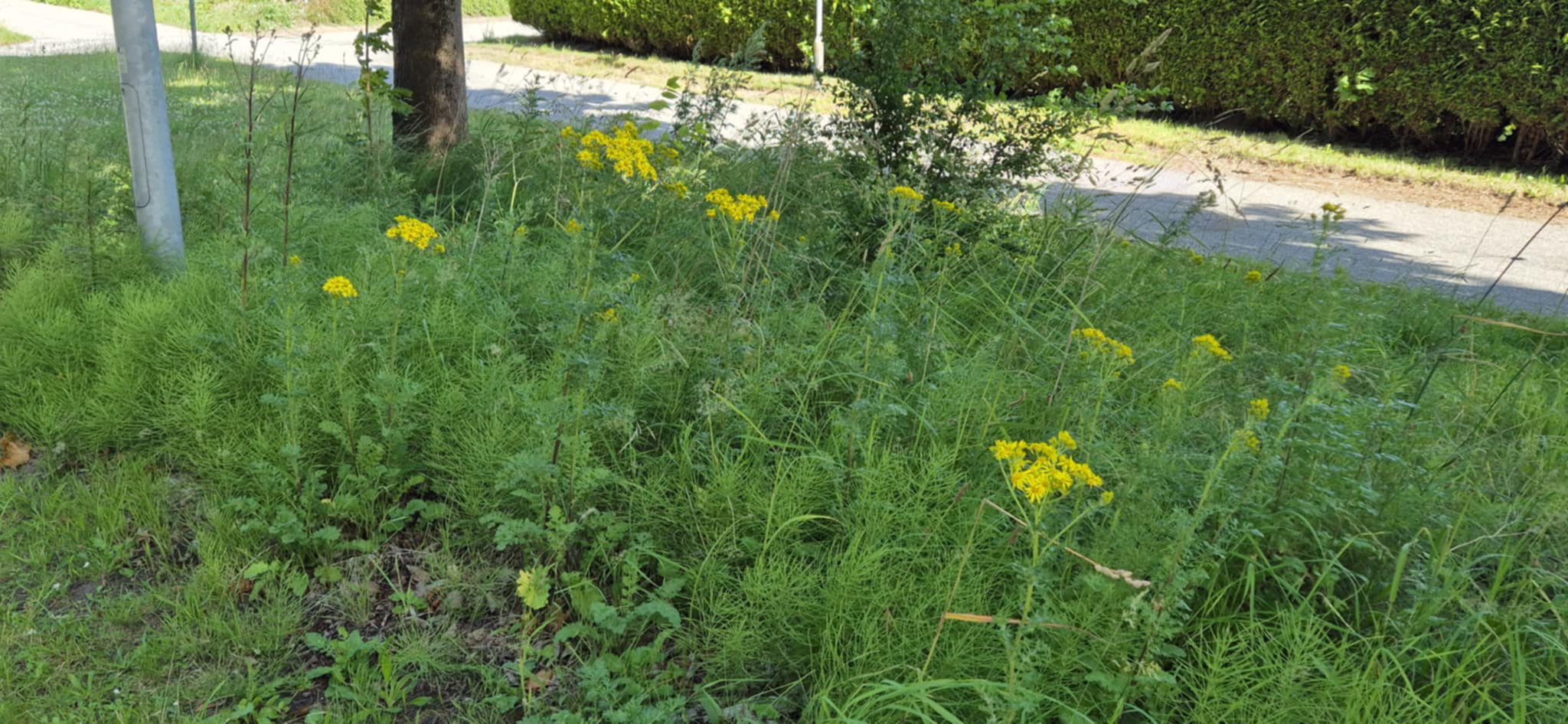Giftige planter breder sig i Fredericia og vækker bekymring