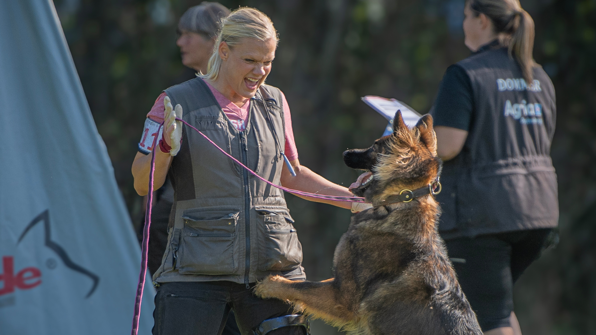 300 hundeførere samles i Middelfart til danmarksmesterskab