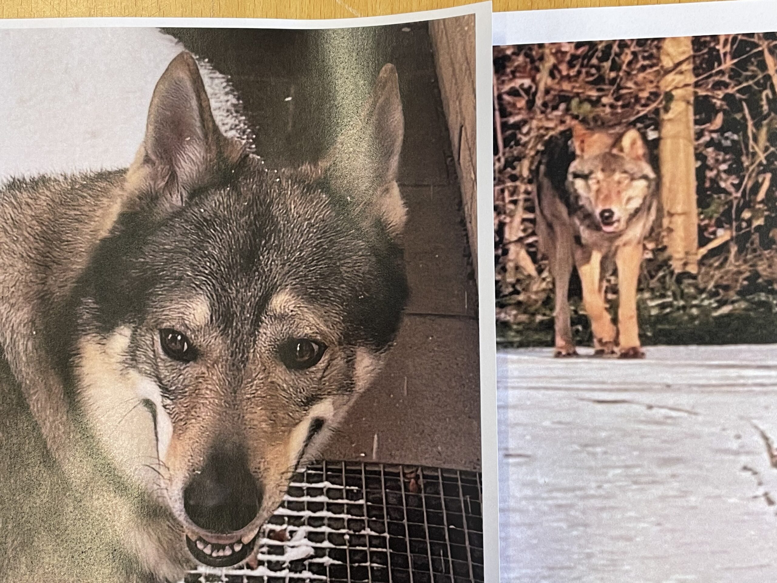 Naturvejleder gør status efter ulve-weekend i Fredericia: Ulv bekræftet – men også forveksling med hund