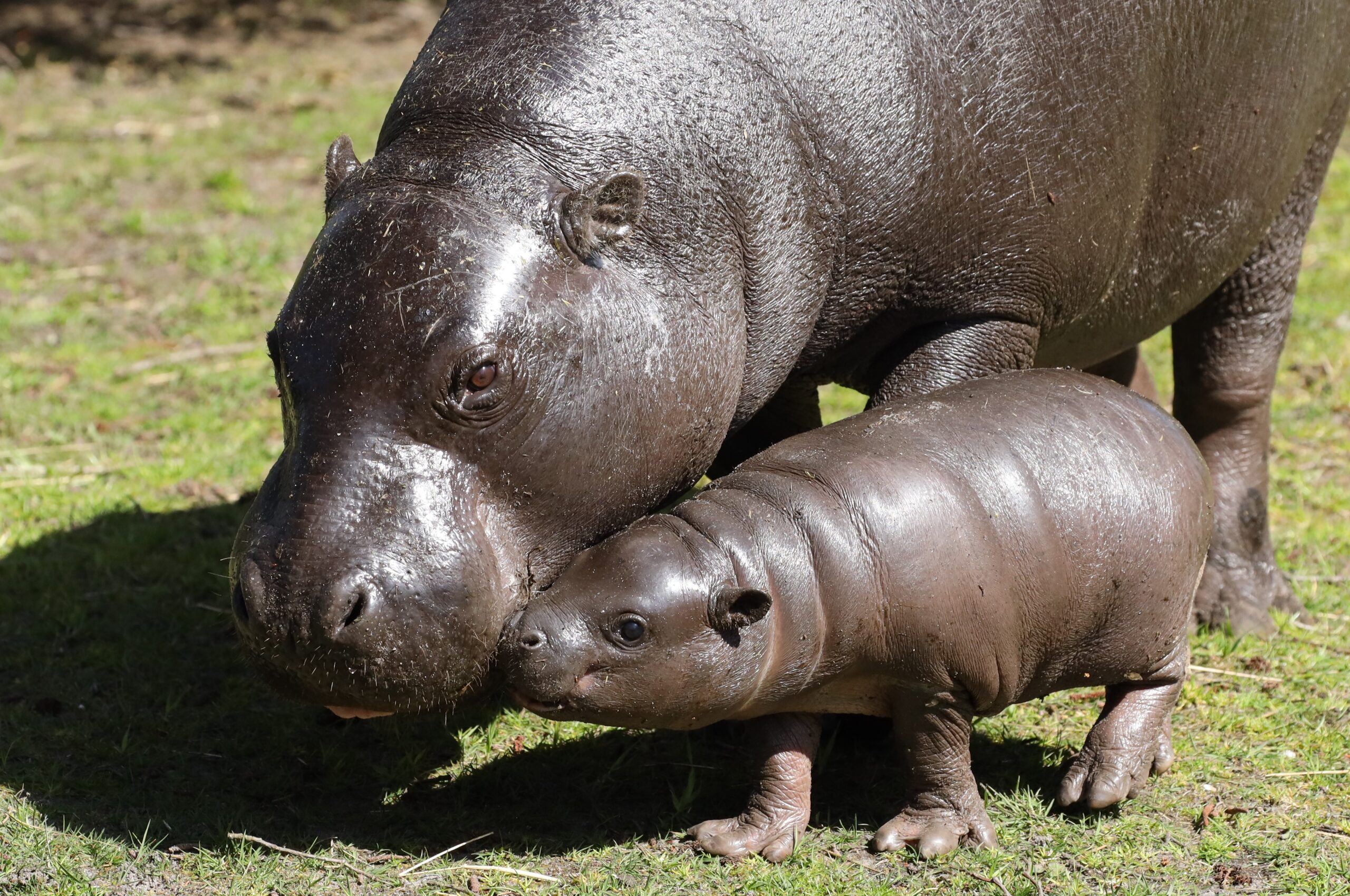 En sjælden flodhesteunge fik en hård start på livet i Givskud Zoo: Ekstraordinær indsats har reddet ham