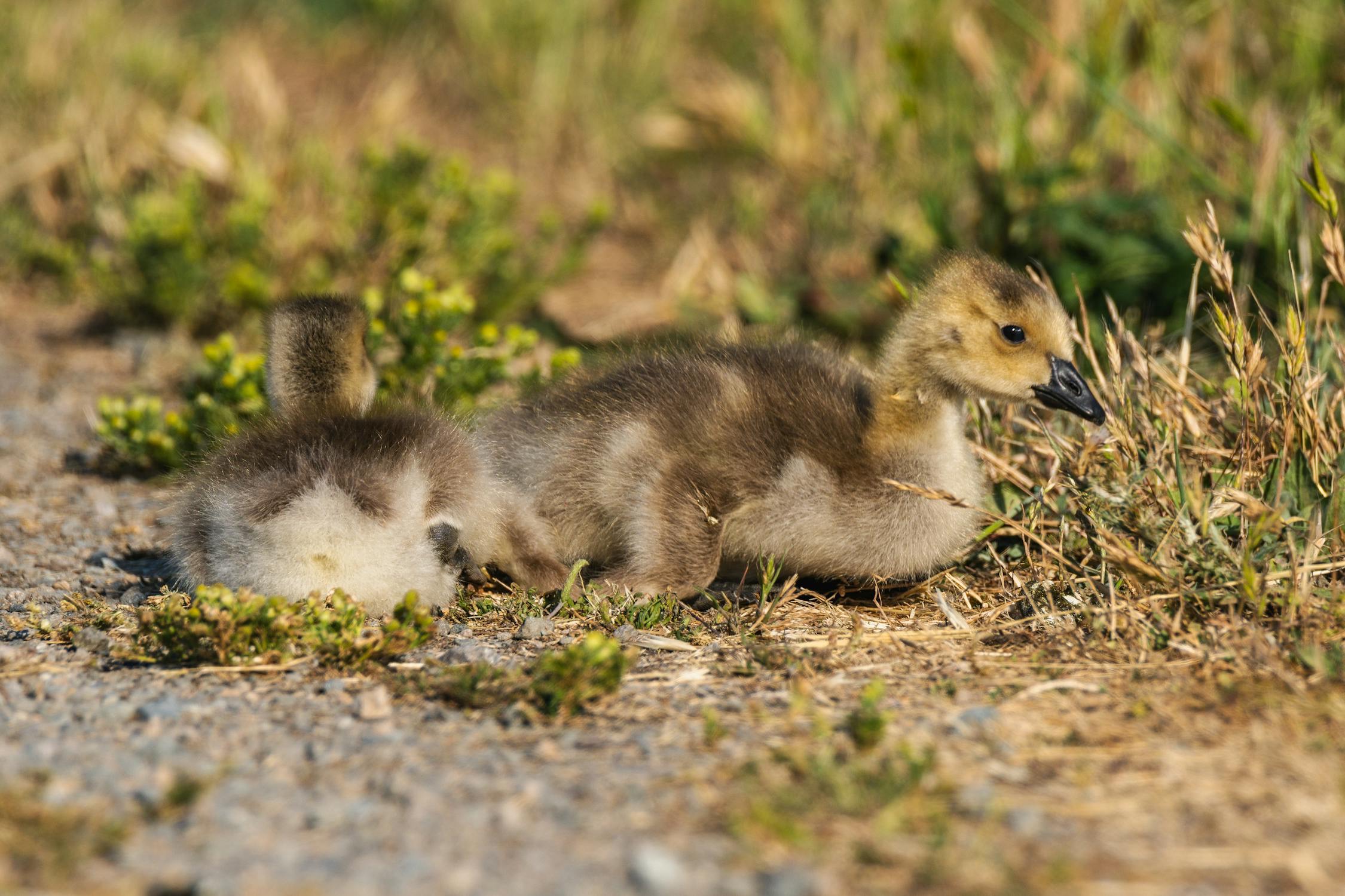 Ællinger i morgentrafikken gav sved på panden hos bilister Ællinger i morgentrafikken gav sved på panden hos bilister