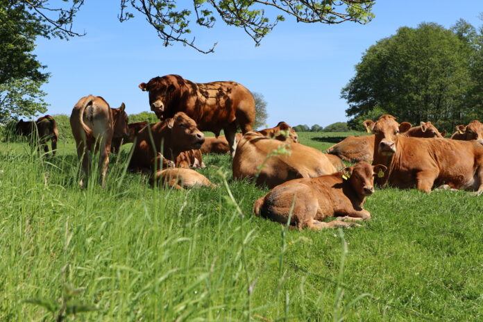 En flok køer i naturen