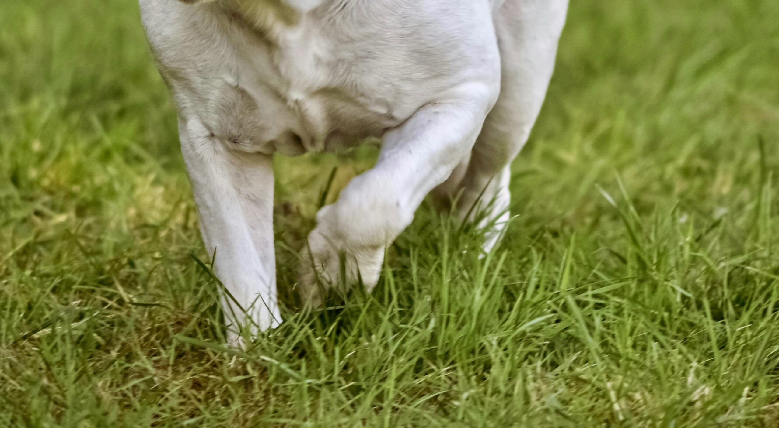 Hund rev sig løs og bed forbipasserende – nu er ejeren sigtet Hund rev sig løs og bed forbipasserende – nu er ejeren sigtet