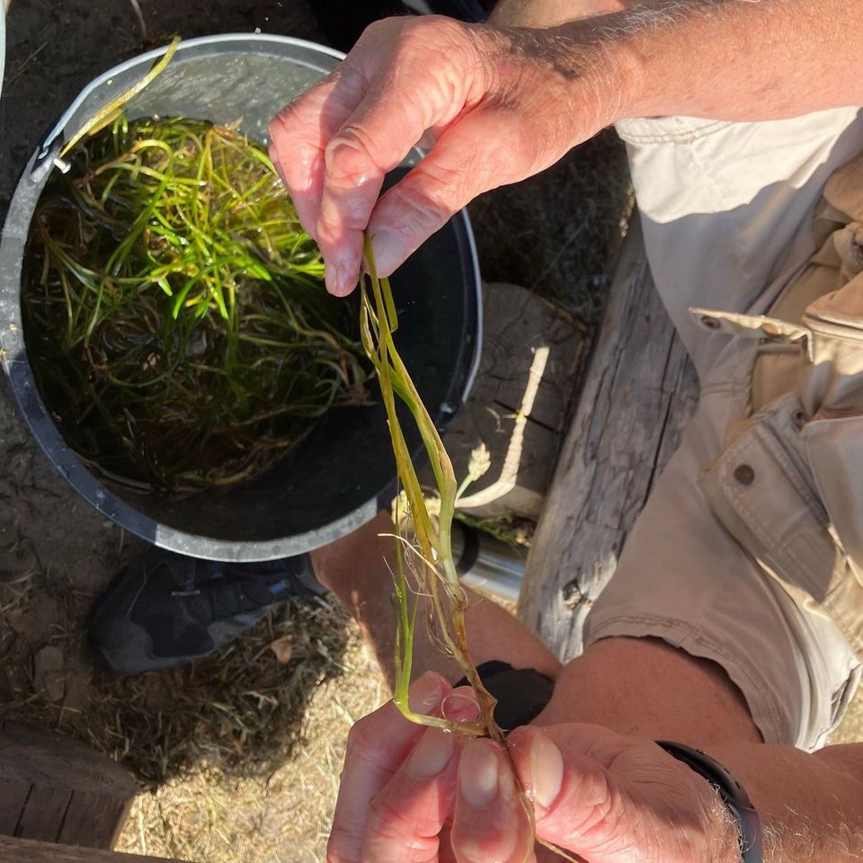 Friske skud i Lillebælt: Assens går under vandet for at hjælpe havmiljøet Friske skud i Lillebælt: Assens går under vandet for at hjælpe havmiljøet